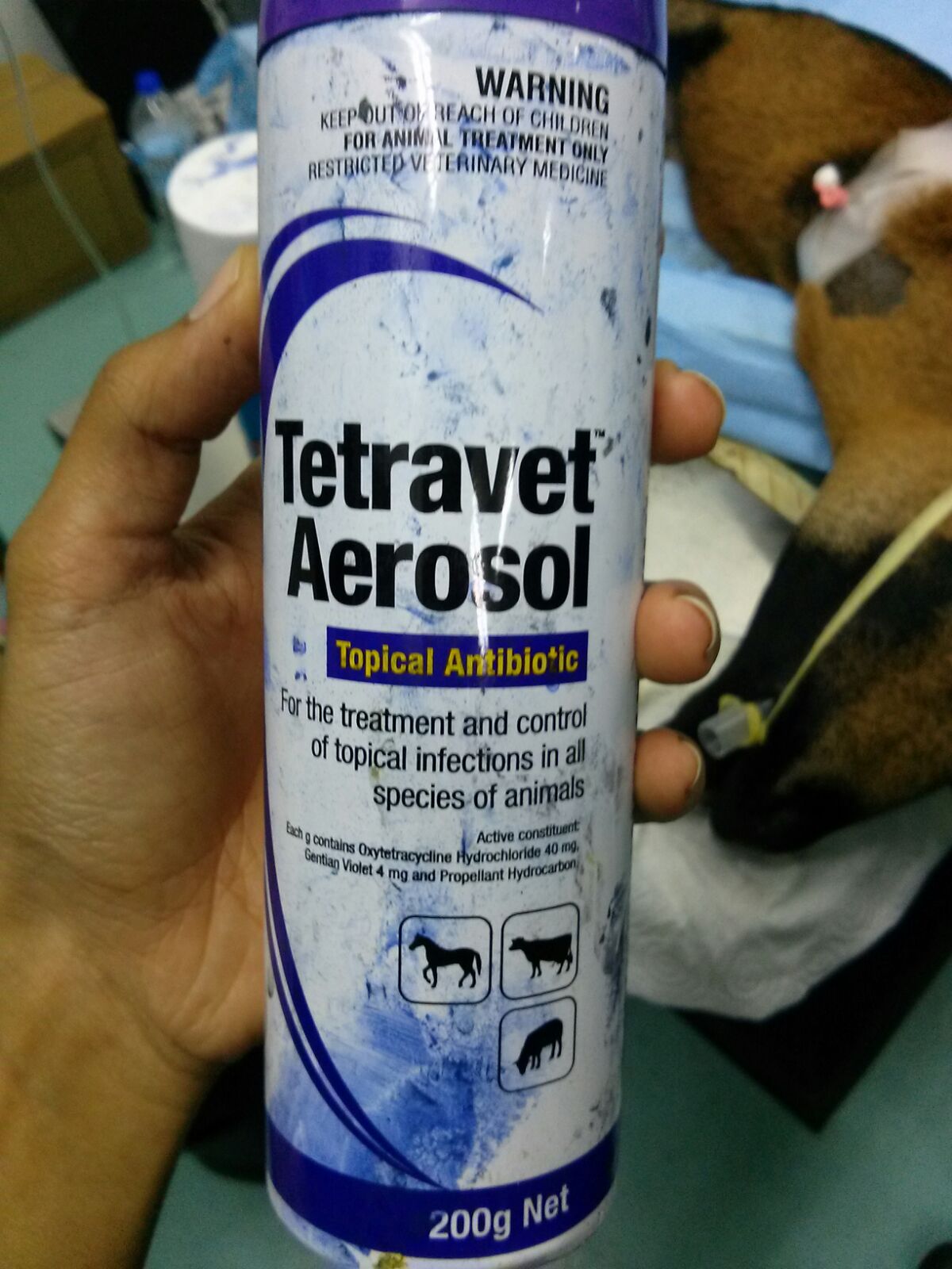 Dehorning and Disbudding in Cattle calves